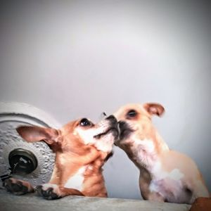 Meet your Posher, Jojo